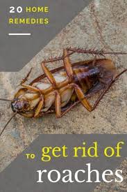 20 Home Remedies To Get Rid Of Roaches Https Www Homeremedyhacks Com 20 Home Remedies Get Of Rid Roaches Co Home Remedies For Roaches Home Remedies Remedies