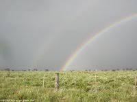 Image result for Eriocephalus luederitzianus