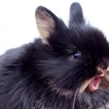You can get crossbreeds from pet cats and some species of wildcat because they are closely related. What To Do If Your Rabbit Has Overgrown Teeth