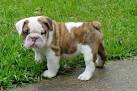 Miniature English Bulldog Info, Temperament, Puppies, Pictures