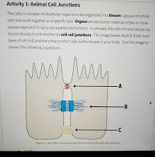 Maybe you would like to learn more about one of these? Activity 1 Animal Cell Junctions The Cells In Chegg Com