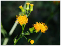 Image result for Gynura pseudochina