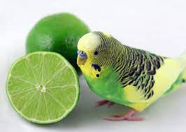 Budgie Food To Avoid Budgie Food Budgies Guide Omlet Uk