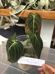 Check spelling or type a new query. 1049 Best Philodendron Images On Pholder Houseplants Indoor Garden And Takea Plant Leavea Plant
