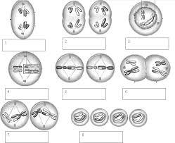 Meiosis Name The Phases