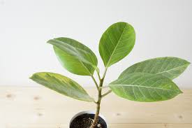 なんとかしたいフィカス アルテシーマの波打つ葉 ウチデグリーン Uchi De Green