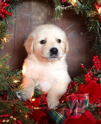 What to expect with a golden retriever puppy. 170 New Puppies Posted Ideas New Puppy Puppies Puppies For Sale
