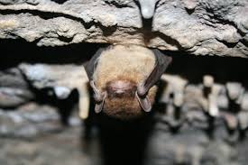 To prevent these diseases, keep the tree's container free of debris, keep its foliage dry, and water the plant thoroughly but infrequently. 13 Awesome Facts About Bats U S Department Of The Interior