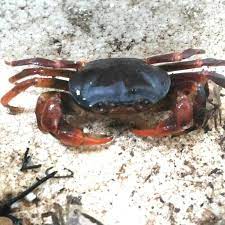 Kepiting yuyu/kepiting air tawar pakan ikan peliharaan untuk makan: Vhg Pqd 042 Kepiting Hias Full Air Tawar Jenis Baru Shopee Indonesia