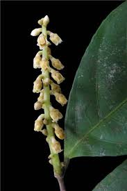 Image result for Rinorea brachypetala