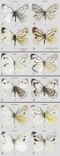 Image result for Pieris napi