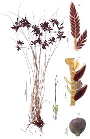 Image result for Pycreus