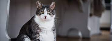 Ideal Cat Weight How Heavy Should My Cat Be My Family Vets