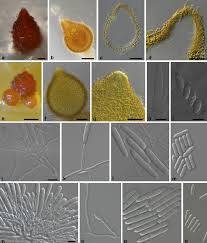 Image result for Dacryotrichia