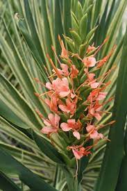 Hedychium Flaming Torch Summer Flowers To Plant Lily Plants Plants