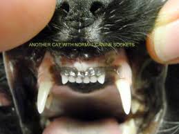 Why missing teeth occurs in cats. Check Your Cat Today Animal Hospital Of North Asheville