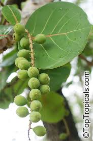 Image result for Coccoloba