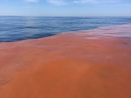 + killer dana, dana point, california. South Coast Red Tide Is Algae That Turns Bright Blue At Night Magnet Eden Nsw