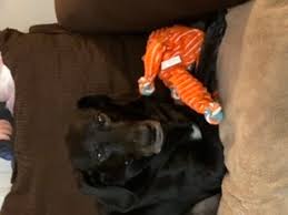 Even when an animal is suffering and has no hope of recovery, the decision is rarely as clear cut as you might expect. My Dog Died I Can T Get Over It I Don T Think I Wanna Live Anymore Loss Of A Pet Grieving Com Help For Coping With Loss Types Child Mother Father Wife
