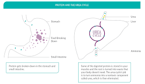 Ammonia In Human Body How The Urea Cycle Works Breaking Down Food In The Body Urea Cycle Cycle Disorders