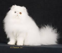 2 oriental kittens for sale. Odd Eyed White Persian Cat Just Like My Yeti Monster If Only Yeti Would Let Me Get Her This Well Groomed A Persian Cat White Persian Cat Breeders Persian Cat
