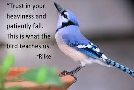 Symbolic Blue Jay Meaning In The World Of Animal Symbolism Blue Jay Animal Symbolism Blue Jay Meaning