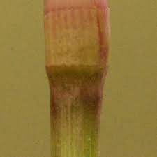 Image result for Panicum subalbidum