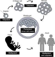 These cells show less plasticity and are more specialized. Stem Cells Sciencedirect