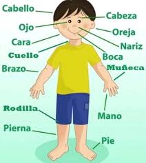 ✓ Partes del Cuerpo Humano para Niños - Tu Escuelita