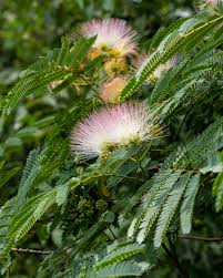 Image result for Albizia