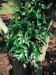 Image result for Celtis tetrandra