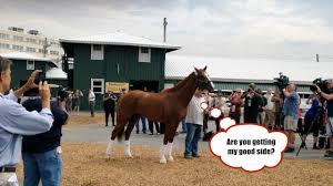 Lets Go To The Races California Chrome Updated