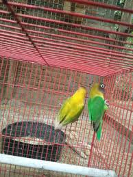 Dua jenis burung serindit lainnya masih dalam kategori aman. Jenis Burung Serindit Steemkr