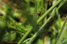 Image result for Fuirena ciliaris