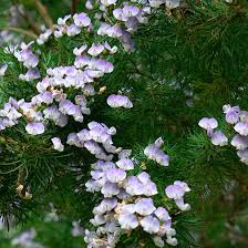 Image result for Psoralea glabra