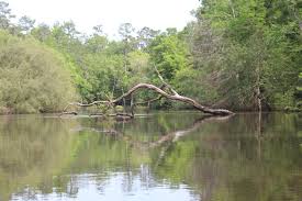 The Ochlockonee River