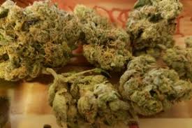 Animal Mints Strain Marijuana Strain Reviews Allbud