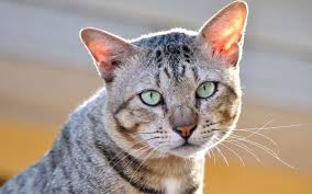 Bird flu: What is the threat to NZ's pet cats?