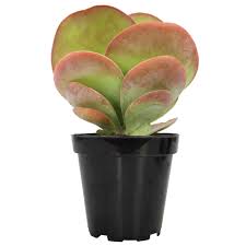 Image result for Kalanchoe glaucescens