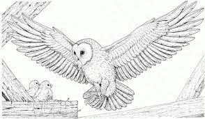 Realistic Owl Coloring Page Printable Owl Coloring Pages Horse Coloring Pages Animal Coloring Pages