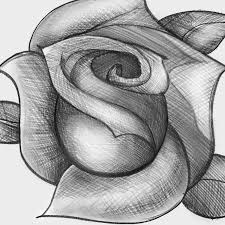Discover and join your local sketch community. How To Sketch A Rose Step By Step Drawing Guide By Dawn Dragoart Com