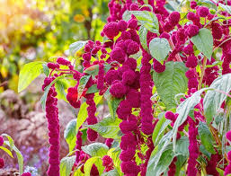 Image result for Amaranthus caudatus