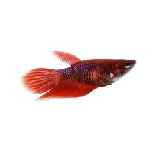 Betta fish, also known as siamese fighting fish, are one of the most common aquarium pets.1 x the veiltail is long and flowing.6 x research source it arches up and over the body, resembling a. Healthy Veiltail Betta Fish