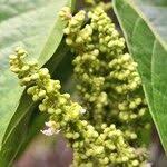 Image result for Allophylus africanus