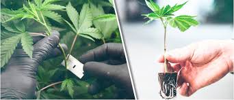 Diese form der vermehrung geht ganz unkompliziert von der hand, wie die folgende anleitung beweist. Wie Erhalt Man Stecklinge Von Cannabispflanzen Cannaconnection Com