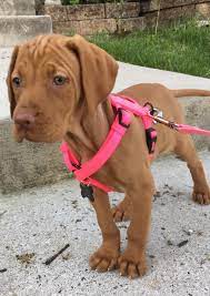 This Is Penny Our 9 Week Old Vizsla Puppy Https Ift Tt 2htiwq3 Vizsla Puppies Vizsla Dogs Cute Puppies