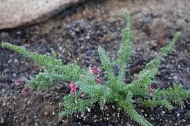 Image result for Pavetta gracillima