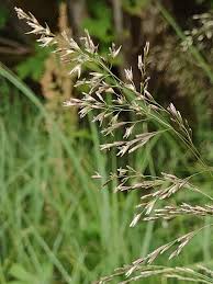 Image result for Deschampsia