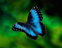 La Mariposa Morpho Azul Descripcion De La Mariposa Morpho Azul
