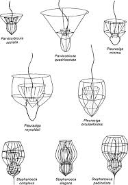 Image result for Monosis conferta